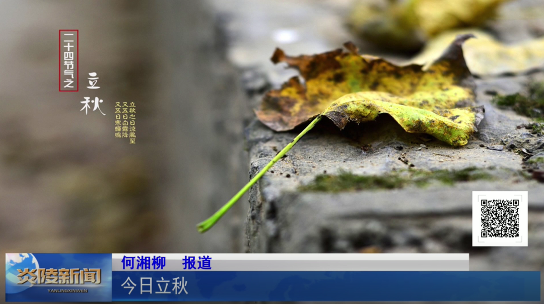 今日立秋