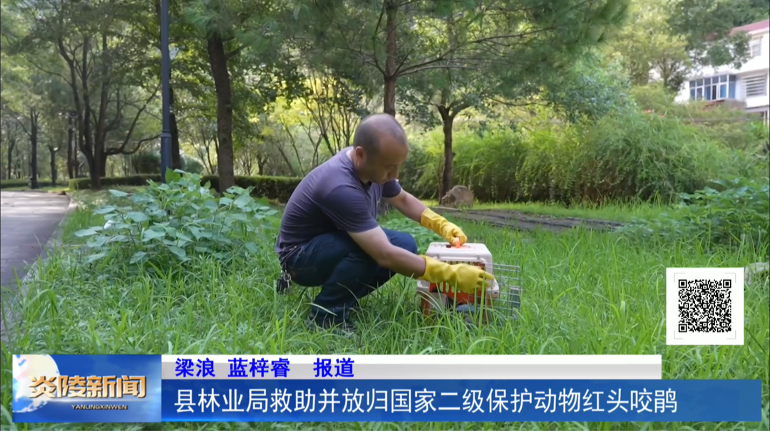 县林业局救助并放归国家二级保护动物红头咬鹃