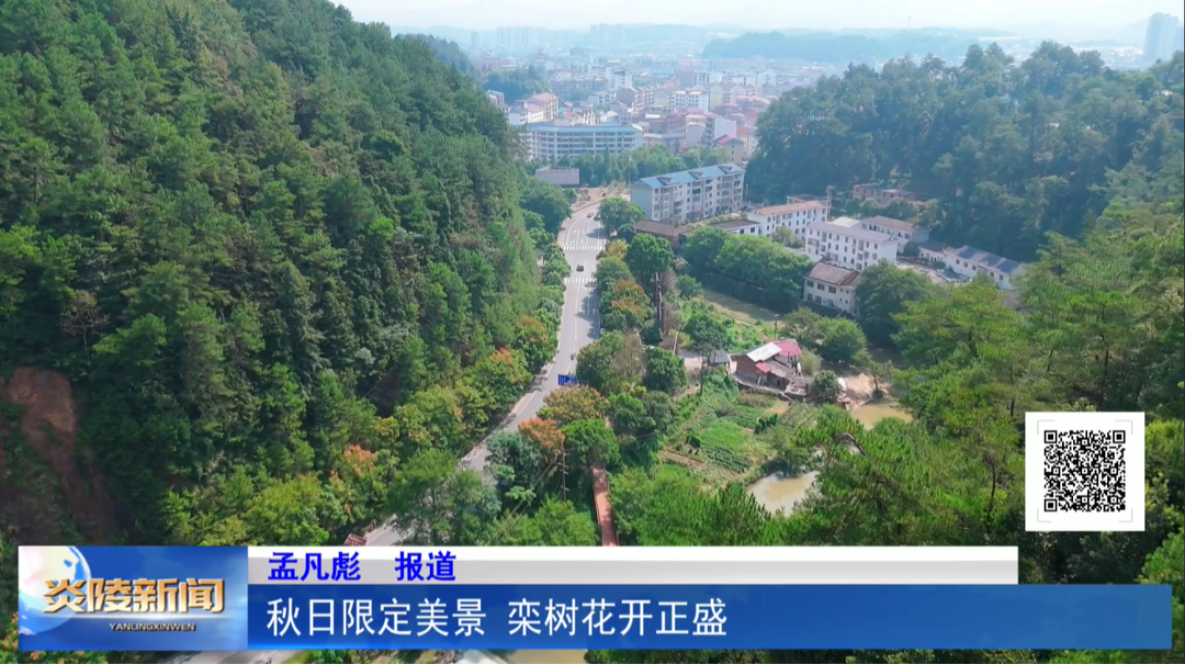 秋日限定美景 栾树花开正盛