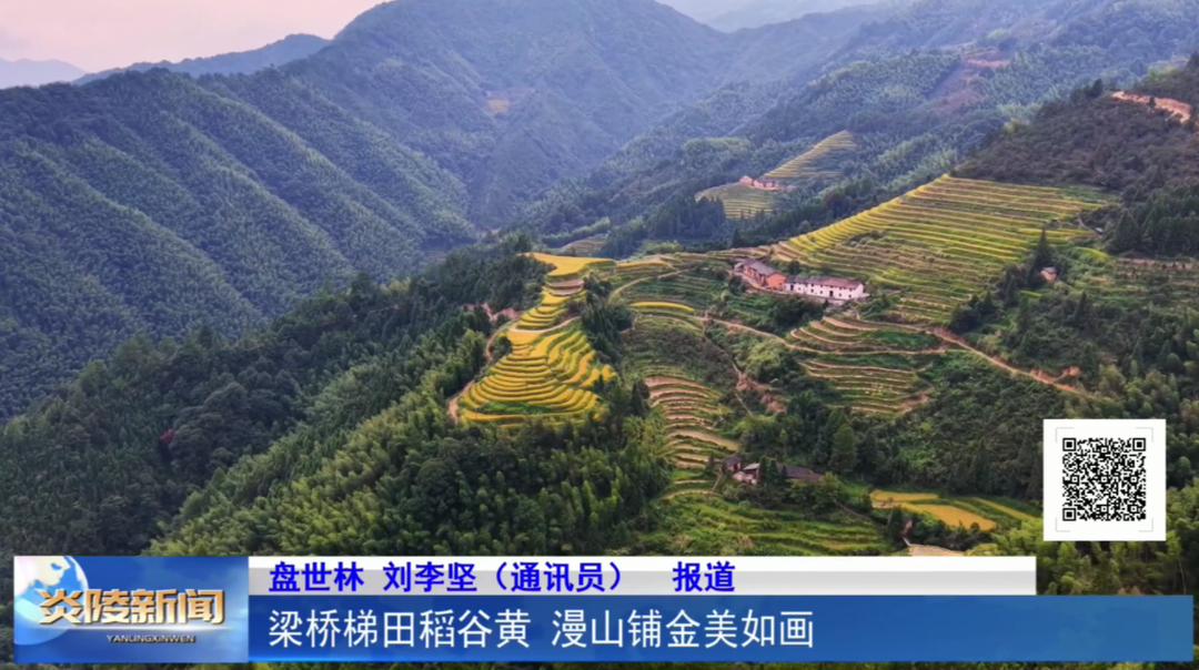梁桥梯田稻谷黄 漫山铺金美如画