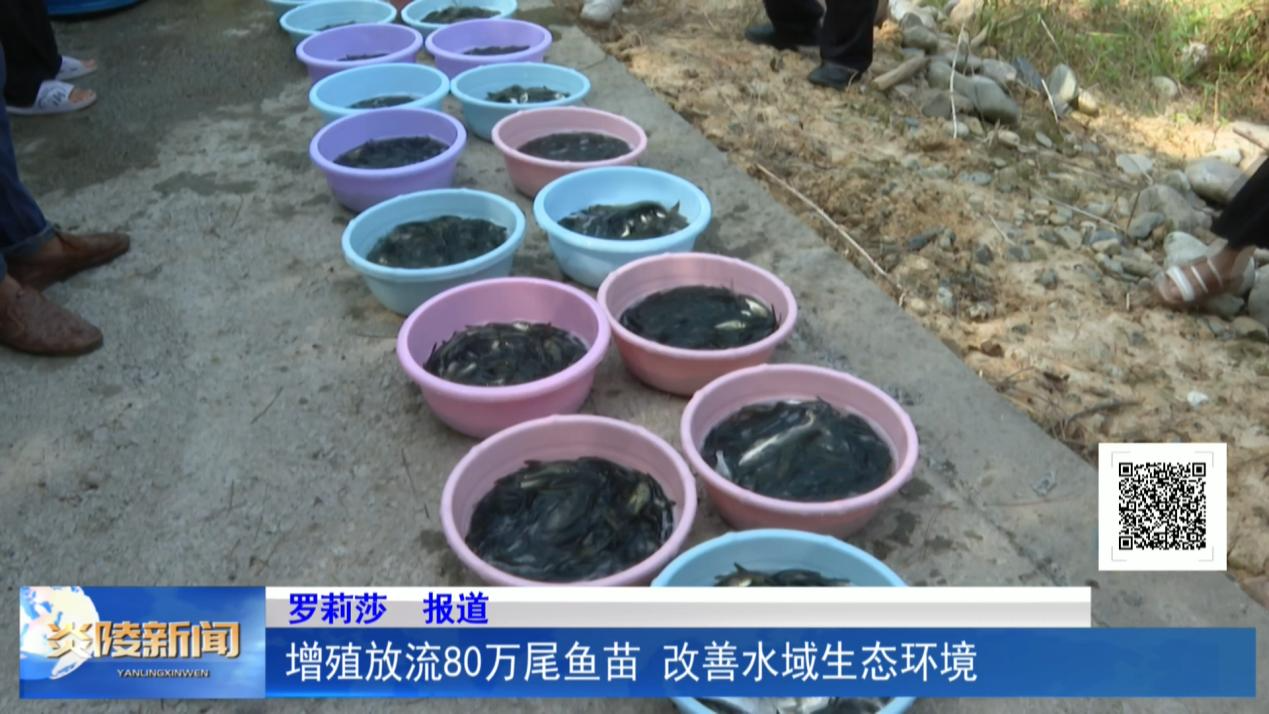 增殖放流80万尾鱼苗 改善水域生态环境
