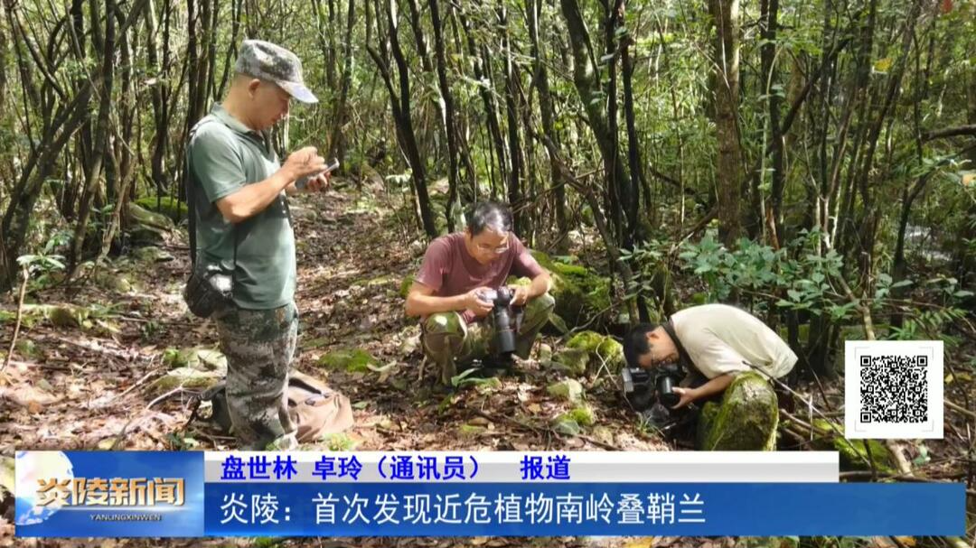 炎陵：首次发现近危植物南岭叠鞘兰