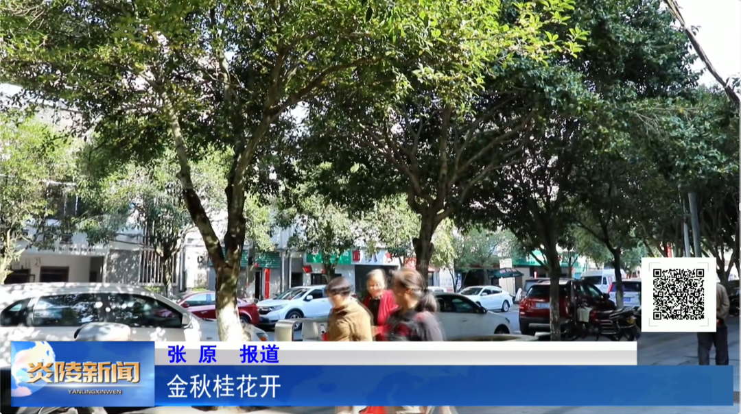 ​金秋桂花开