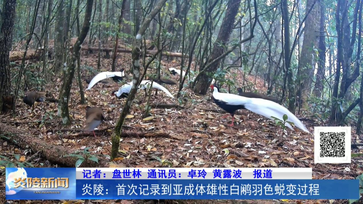 炎陵：首次记录到亚成体雄性白鹇羽色蜕变过程