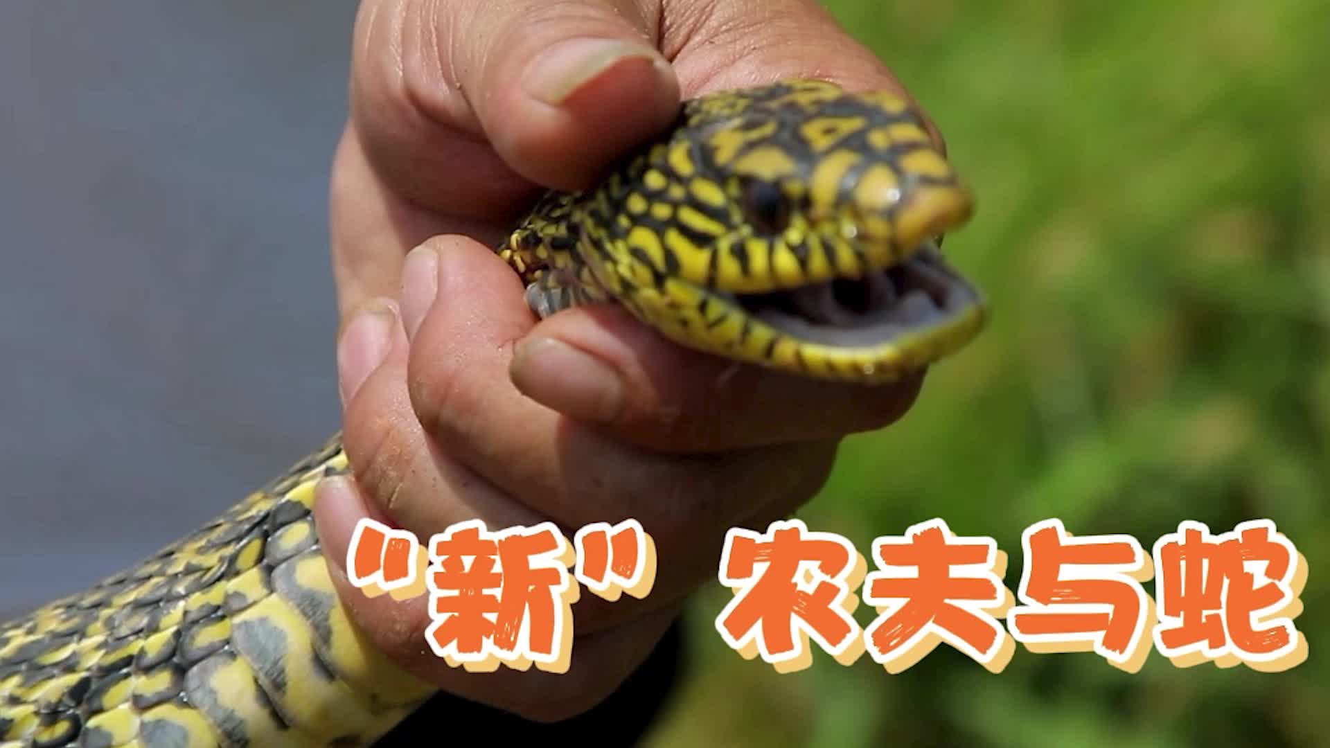 《普利桥种粮记·夏管篇》第5集